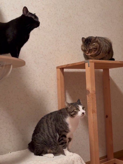 座っている3匹の猫