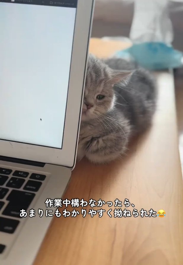 パソコンにもたれる猫