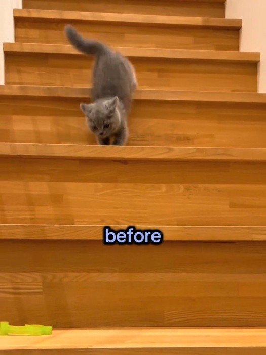 階段を下りるイカ耳の子猫
