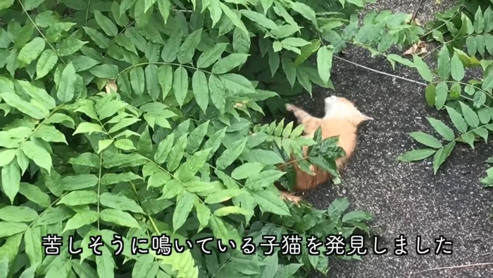 倒れている子猫