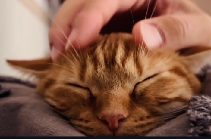 飼い主さんに頭を撫でられるマンチカン