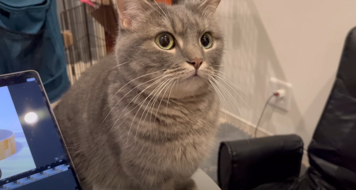 パソコンのそばに座ってこちら向きの猫