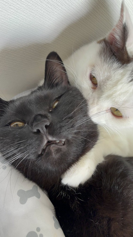 2匹のくつろぐ猫