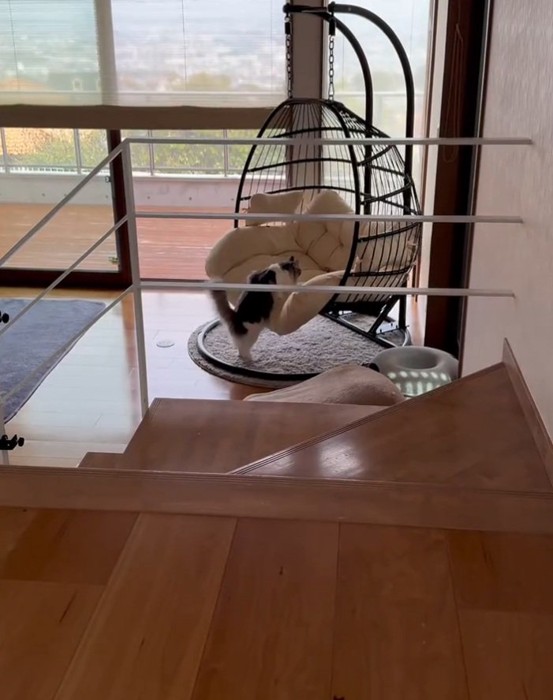 チェアに触れる猫