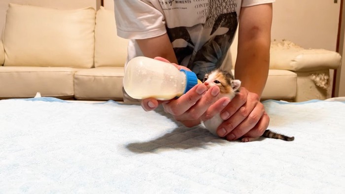 ミルクを飲む赤ちゃん猫