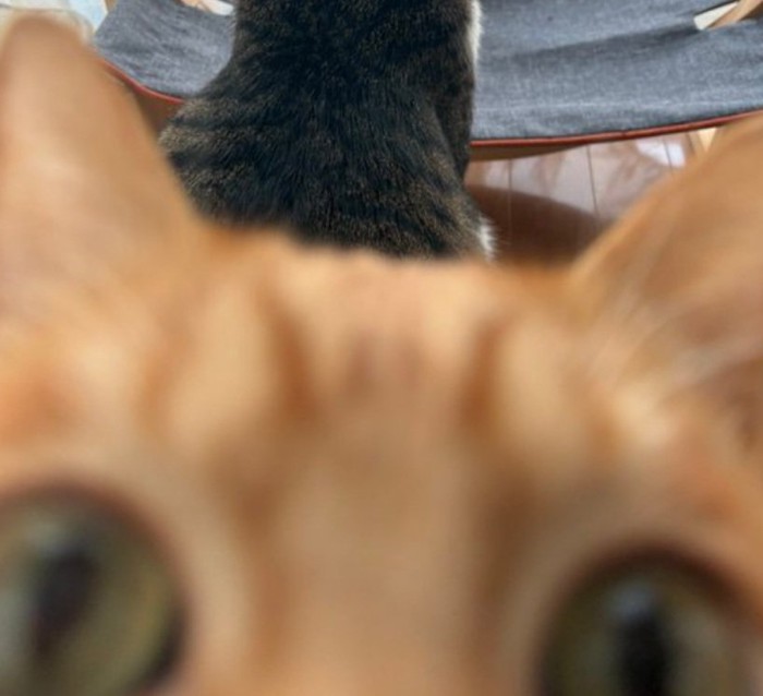 カメラ目線のむぎくん