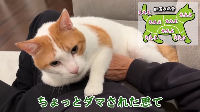 お腹を撫でられる師匠