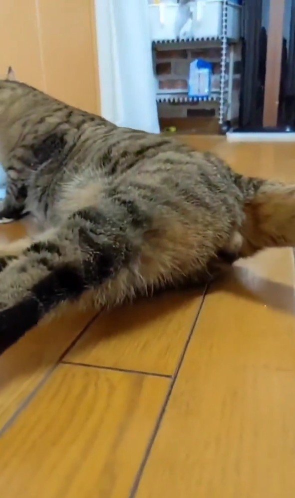 水を飲むトロロくん