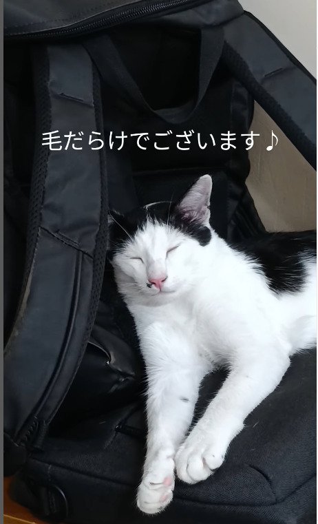 猫の毛だらけになるリュック