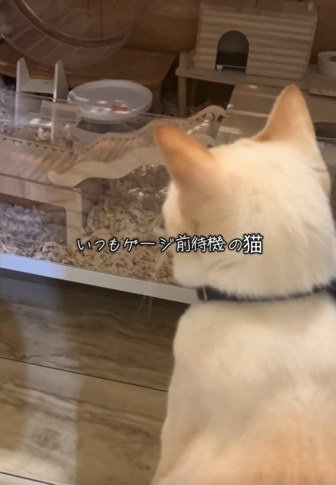 ケージを見つめる猫
