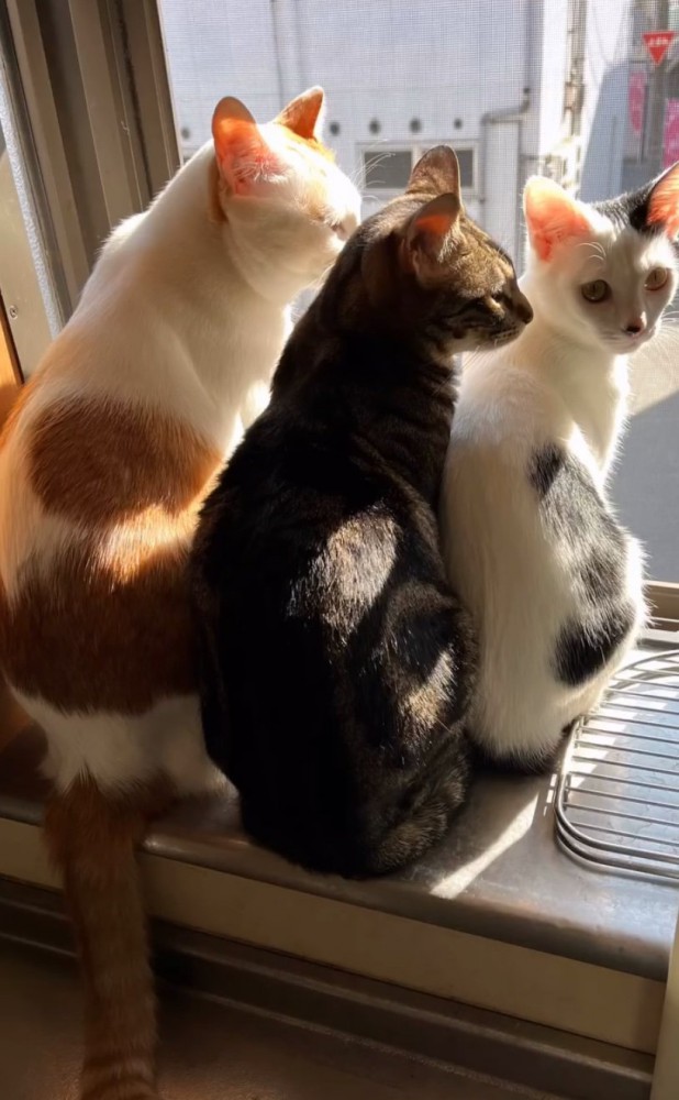 窓辺に座る猫たち