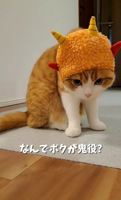 鬼の帽子を被っている猫