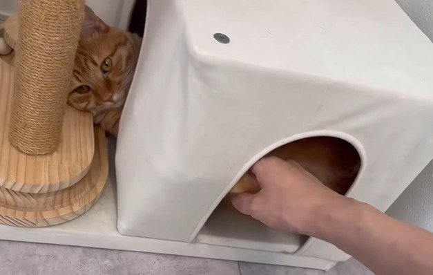 足を撫でられる猫