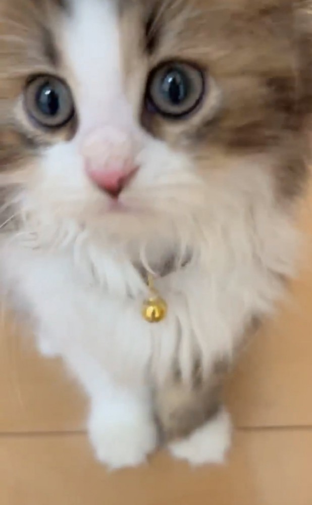 見つめる子猫