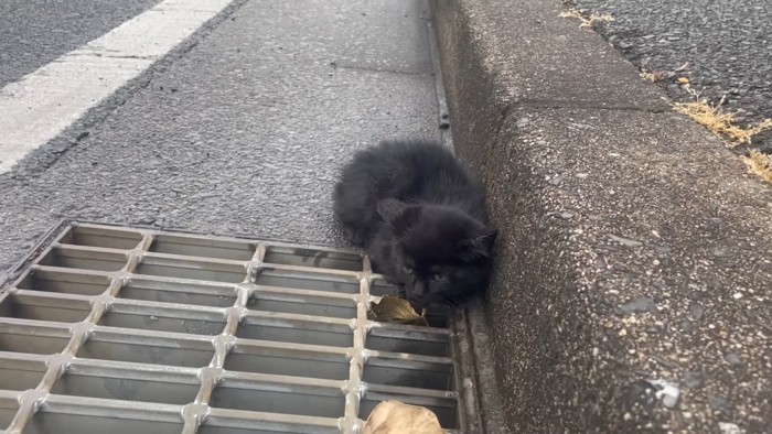 道路にうずくまる子猫