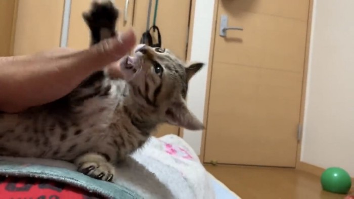 手に噛みつこうとする猫