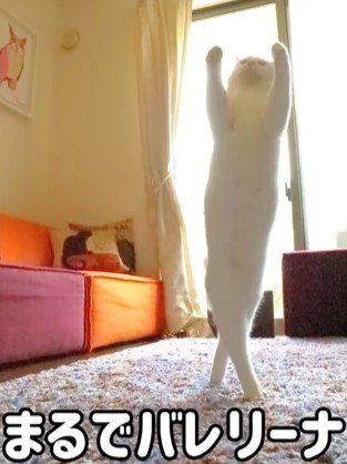立ち上がる猫