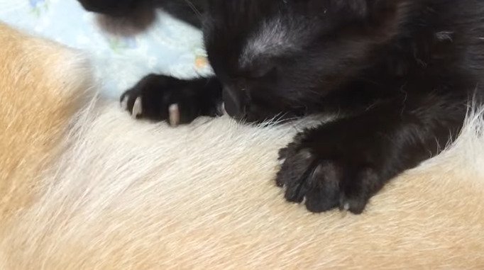 犬の体をフミフミする子猫