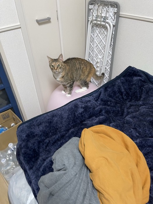 バランスボールの上に立つ猫