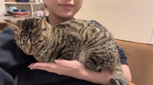 保護主に片手で抱っこされているキジトラ