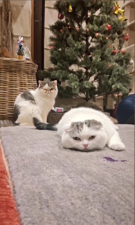 床でくつろぐ猫