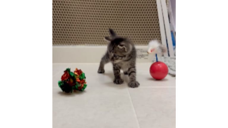 室内にいる猫