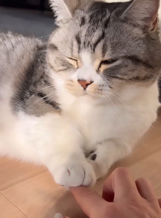 猫の前足が乗った指を小さく動かす女性