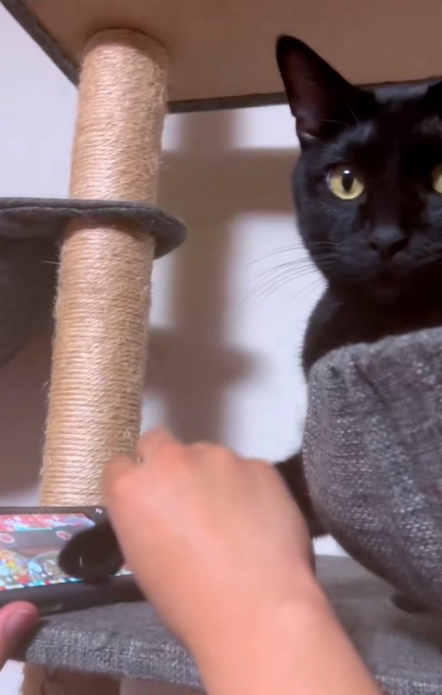 猫の手を借りる