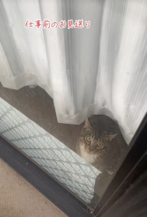 お見送りをする猫