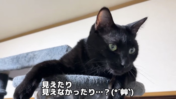 黒猫
