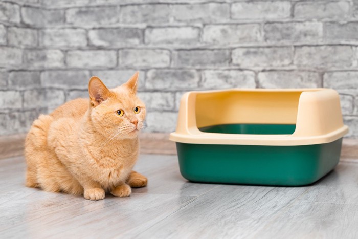 トイレのそばに座る猫