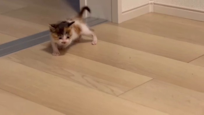 一生懸命歩いて探すつむぎちゃん