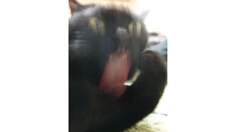 毛づくろいしている猫