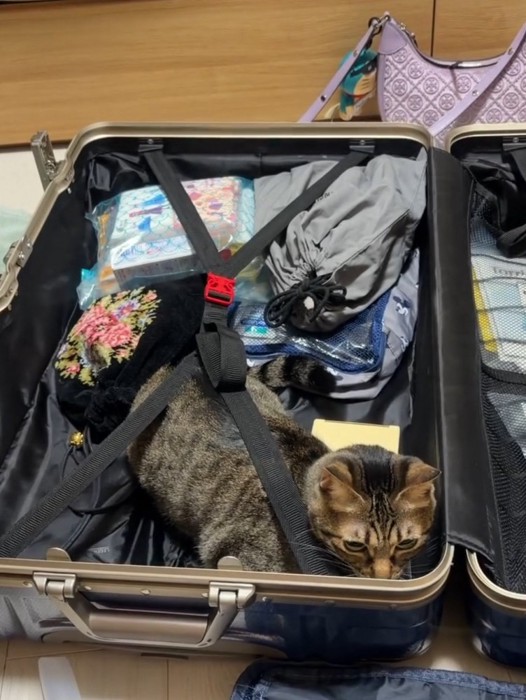 女性のキャリーバッグの中でくつろぐキジトラ猫