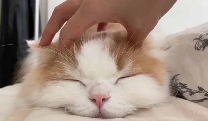 頭を撫でられ目を瞑る猫
