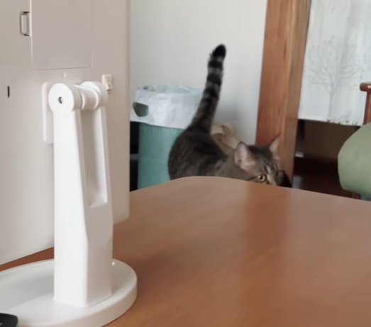 テーブルの前で右側を向く猫