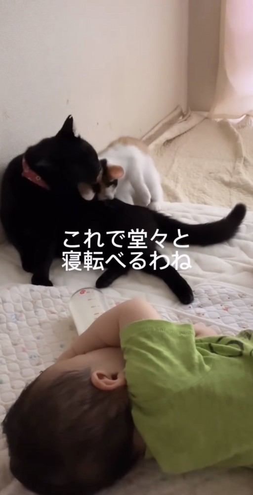 赤ちゃんが寝た後の猫達