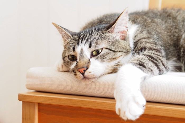 椅子の上で寝そべる猫