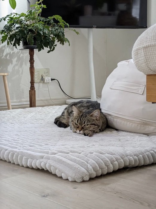 飼い主に気づいて目を開けるミヌエット