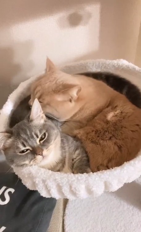 ハンモックでくつろぐ2匹の猫