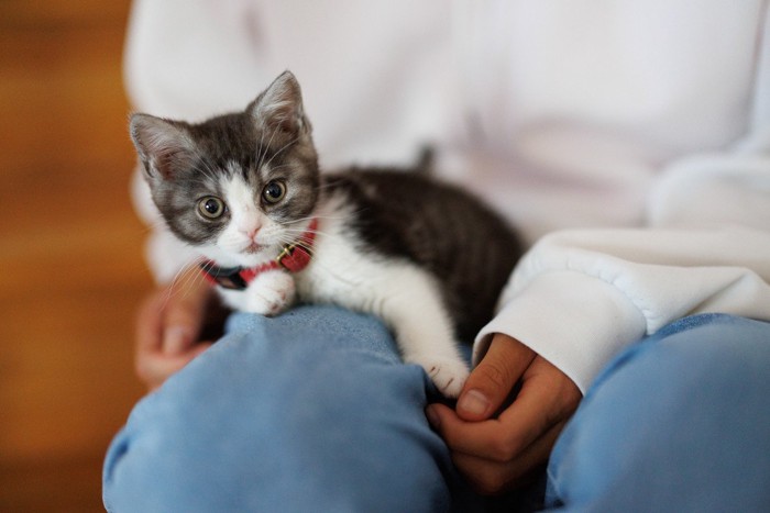 膝に乗る子猫