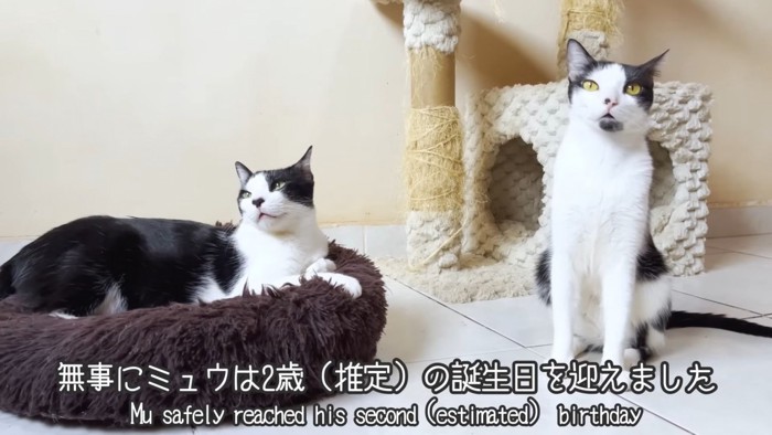 テロップ「無事にミュウは~」