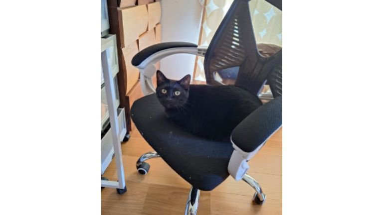 椅子に座る猫