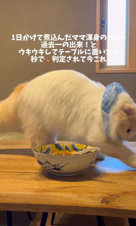 砂をかける仕草をする猫