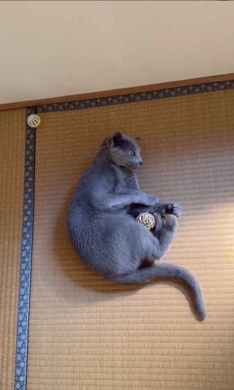 シャンプーされている猫