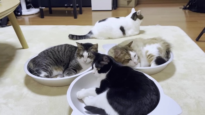 猫鍋3つとあぶれた猫