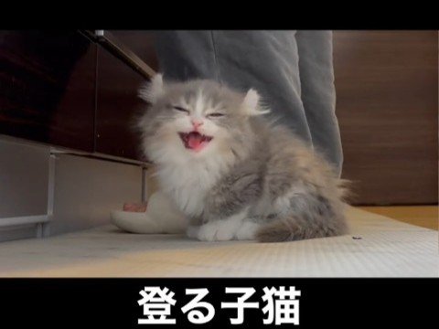 鳴く子猫