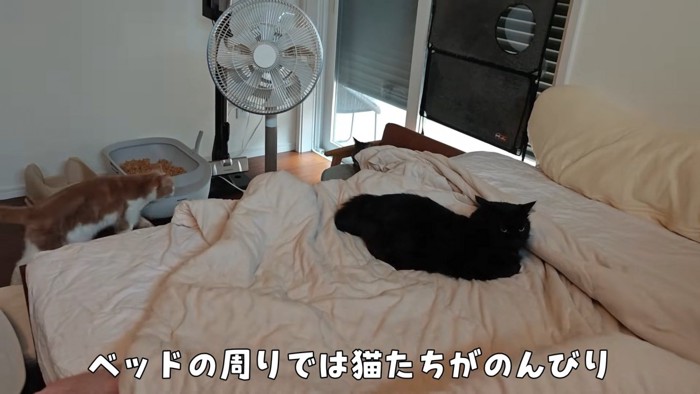 ベッドのまわりの3匹