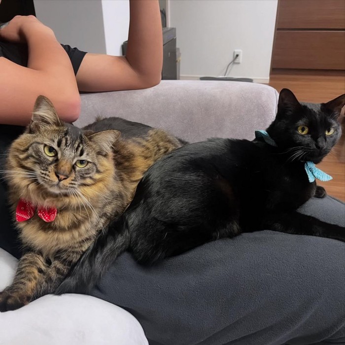 人のひざの上に乗る猫