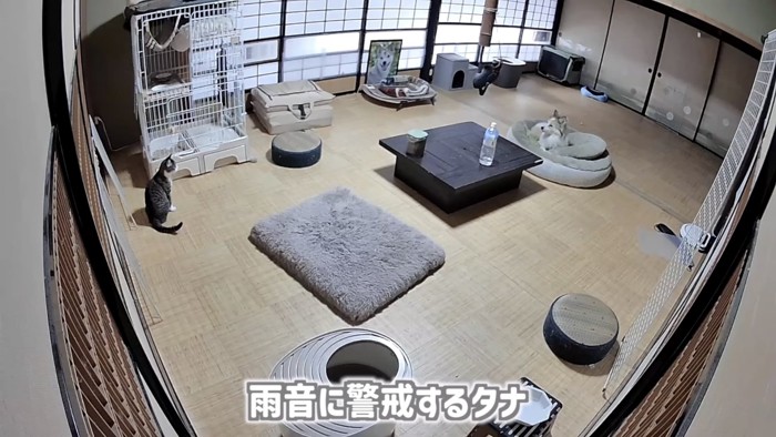 「雨音に...」のテロップ写真